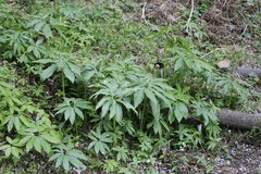 Arisaema thunbergii urashima