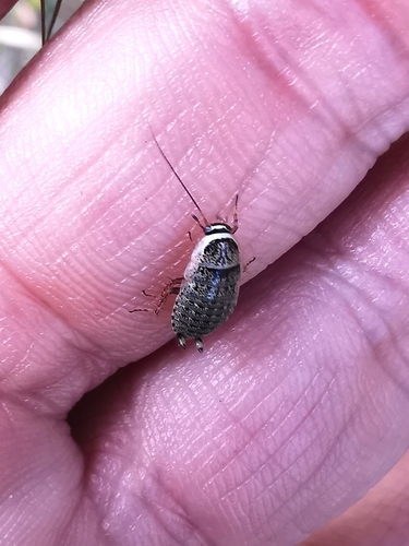 Sub-winged Leaf-running Cockroach