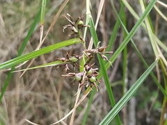 Scleria secans