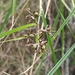 Scleria secans - Photo (c) Alexander Mejia, some rights reserved (CC BY-NC), uploaded by Alexander Mejia