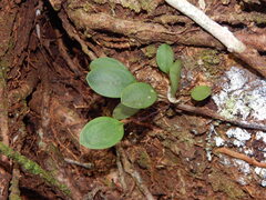 Trichosalpinx orbicularis