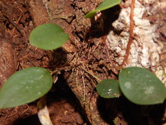 Trichosalpinx orbicularis, photograph (c) Letizia Weichgrebe, some rights reserved (CC BY)