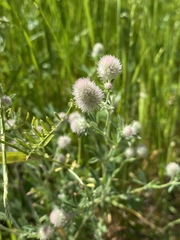 Trifolium arvense