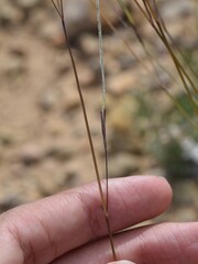 Stipa barbata