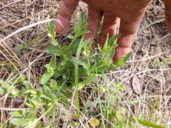 Spigelia hedyotidea