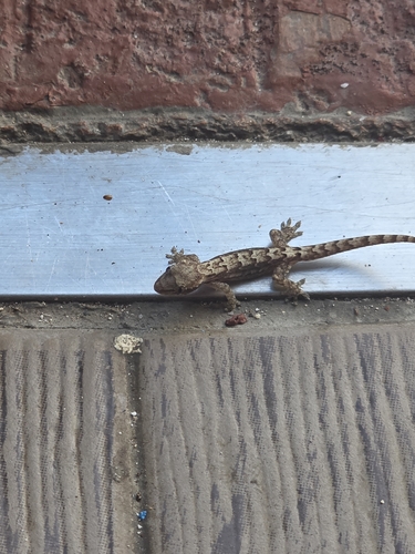 Lepidodactylus lugubris observed 2026-05-20