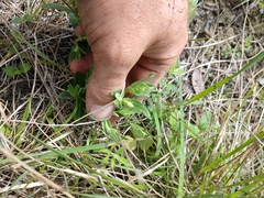 Spigelia hedyotidea