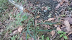 Asclepias angustifolia