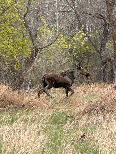 Moose