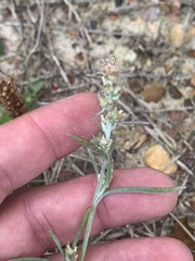 Gamochaeta falcata