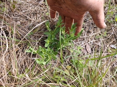 Spigelia hedyotidea