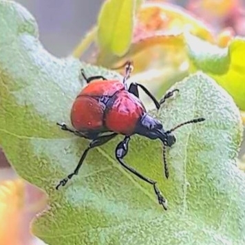 Oak leaf-roller