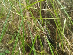 Scleria secans