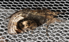Zalissa catocalina