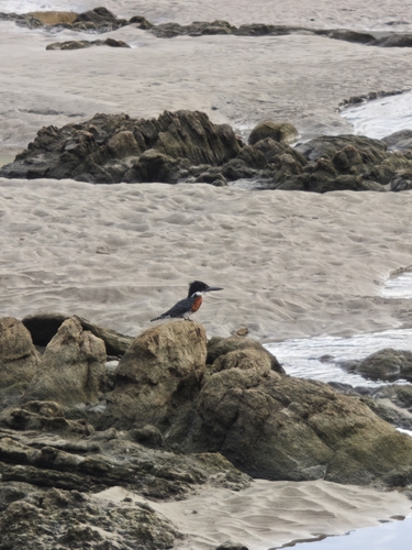 iNaturalist image