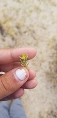 Portulaca halimoides