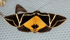 Agamana sarmentosa
