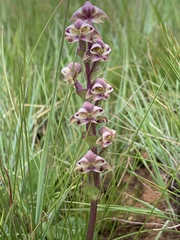 Disperis renibractea