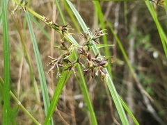 Scleria secans