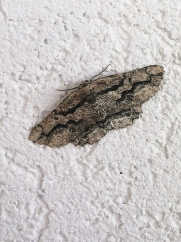 Brassy Waved Umber