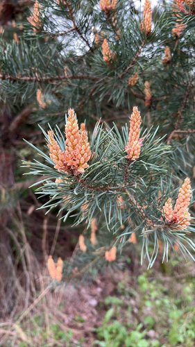 Scots pine