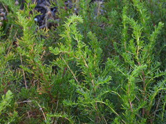 Artemisia crithmifolia, photograph Duarte Frade, CC BY, iNaturalist via GBIF