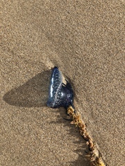 Physalia physalis