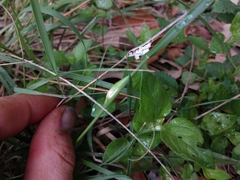 Atkinsonella texensis