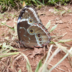 Morpho helenor achillides