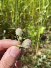Trifolium arvense