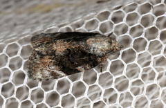 Etanna clopaea