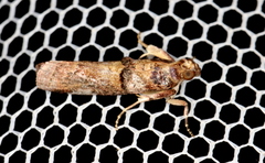 Hypargyria metalliferella