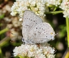Dryope Hairstreak - Photo (c) Mike Nelson, some rights reserved (CC BY-NC), uploaded by Mike Nelson