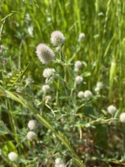 Trifolium arvense