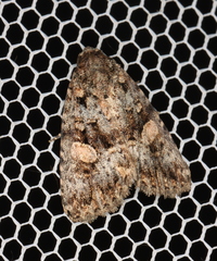 Condica macrosema