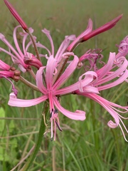 Nerine angustifolia