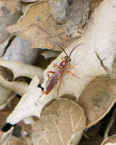 iNaturalist observation photo of Ichneumonid Wasps