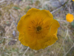Trollius sibiricus