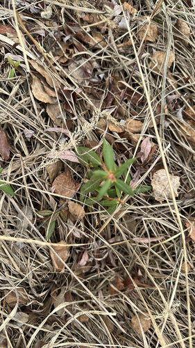 Bog Labrador Tea