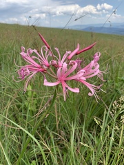 Nerine angustifolia