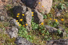 Trollius sibiricus