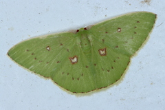 Comostola leucomerata