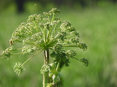 Parhelophilus laetus