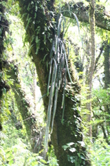 Disocactus speciosus