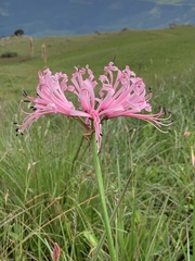 Nerine angustifolia