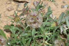 Lomelosia stellata, photograph (c) Mehdi Chetibi, some rights reserved (CC BY)