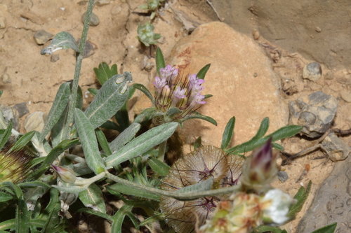Lomelosia stellata, photograph 5