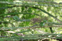 Disocactus speciosus