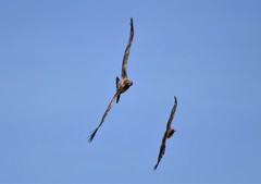 Buteo jamaicensis