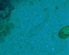 Gobius kolombatovici